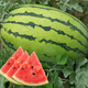 NONGZHIZI Sweet 4k watermelon seeds early maturing 4k potted plants 4k gifts God of War 2k watermelon seedlings seeds stone Lazy King watermelon seeds 50 capsules/bag