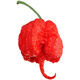 Carolina Reaper pepper seeds imported extra spicy devil pepper four-season potted vegetable seeds melon and fruit pepper seedlings Carolina Reaper pepper seeds 50 capsules + fertilizer