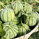 Zhongke Maohua melon and fruit seeds Zaojia Legend 8424 watermelon seeds