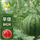 Fengming Yashi Rock Sugar Kirin Watermelon Seeds Red Flesh Watermelon Four Seasons Spring Sweet Watermelon Early Good 8424 Watermelon Seeds 100 capsules