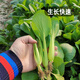Fengming Yashi Miao vegetable seeds 10g four-season vegetable seeds balcony potted field planting farm seeds