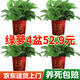 Shuangmeng Green Radish Potted Plants Formaldehyde Removal Flowers and Green Plants Office New House Air Purification 180 Styles Fu Character 4 Pots Straight from the Source