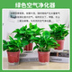 Shuangmeng Green Radish Potted Plants Formaldehyde Removal Flowers and Green Plants Office New House Air Purification 180 Styles Fu Character 4 Pots Straight from the Source