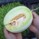 Shouhe Yugu melon, jade mushroom melon, sweet, crisp and tender melon, family field planting, winter and spring sowing melon seeds, new Yugu melon seeds, 10 capsules