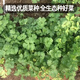 Fengming Yashi four-season coriander seeds, large and small leaf vegetable seeds, new and old varieties of coriander seeds, four-season coriander seeds 10g