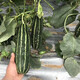 Zhongke Maohua Melon Fruit Seeds Bomei 94 muskmelon seed yield exceeds No. 9, a new early-maturing large horn-shaped thin skin and thick flesh variety Bomei 94 muskmelon 500 pieces/bag, high yield and crispy