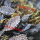 OIMG small snapping turtle live seedling pet turtle size active ornamental turtle water turtle crocodile turtle mixed Buddha new product 11-14 cm giant snapping turtle