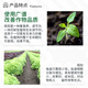 Guoguang Yuyang sodium nitrophenolate promotes root growth and seedling cell rejuvenation agent vegetable plant growth regulator 25ml*1 bottle