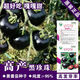 Black Pearl Cherry Tomato Seeds Four Seasons Balcony Potted Plants Easy to Grow Black Gem Tomato Fruit Type Vegetable Seeds Black Pearl Little Saint Tomato Seeds Original Pack About 106 + Song Fertilizer