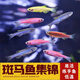 Kach Fish, pez cebra, pescado de agua dulce, pescado ornamental, pescado ornamental pequeño, pescado tropical, cebras aladas de mariposas son fáciles de cultivar y vivir, 10 cebras dulces, 1.5-2.5 cm, al menos 3 colores