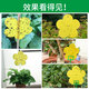 Zhongjie square flower-type armyworm board small flying insect yellow board double-sided armyworm trap flower household small black flying aphids 1 box 12 tablets
