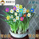 
Narcissus ball indoor balcony hydroponic tulip potted plants with four seasons flowers in winter cold-resistant plant seeds G673_J973_Hydney seed ball + fat without pot