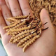 Fresco Cordyceps sinensis 2025 Primer período Cordyceps Auténtico Líder Regalo Authentic Cordyceps Festival 4 1 Gramo 30 Cordyceps secos sinensis Cordyceps Sinensis SF Express Entrega