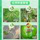 Purik propamocarb hydrochloride cucumber damping-off disease downy mildew pesticide sterilization 20ml