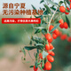 Qi Liyuan wolfberry Ningxia special grade wolfberry Zhongning specialty dry goods 500g (250g*2) Pure and authentic first wolfberry to make tea with