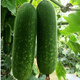 Winter melon seeds are easy to sow in all seasons. Winter melon seeds are grown in fields and courtyards. Winter melon vegetable seeds are easy to sow. Winter melon simple pack 30 capsules