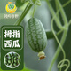 Fengming Yashi thumb watermelon seeds 5 mini vegetable and fruit seeds seedlings balcony four seasons potted organic melon and fruit larvae