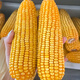 Beishu Zhengdan 958 corn seed, nationally approved dwarf big stick, drought-resistant and lodging-resistant, field feed, corn seed hybrid, Beishu Zhengdan 958 corn seed, 1 Jin Jin is equal to 0.5 kg