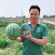 Zhongke Maohua melon and fruit seeds Zaojia Legend 8424 watermelon seeds