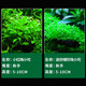 Crazy aquatic plants (FKSC) fish tank aquatic plants, real aquatic plants, purify the bottom aquatic plants, banyan crown grass, lying on the ground, short pearls directly into the tank, small pagoda, small tuo