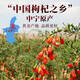 Tongrentang Special-grade Red Wolfberry Big Fruit Authentic Ningxia Zhongning Free Sulphur-free Wolfberry Health Tea Canned 200g