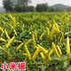 Authentic Zhangshugang pepper seedlings with soil seedlings local nearby various vegetable seedlings Hong Kong pepper devil pepper screw pepper Zhangshugang 1 tree shipped with soil