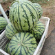 Zhongke Maohua melon and fruit seeds Zaojia Legend 8424 watermelon seeds
