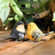 Huixiang creative gift courtyard home simulation animal sculpture resin craft bird decorative ornaments home accessories one yellow and one green (2 pieces)