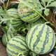 Planting Notes: Kirin Watermelon Seeds Zaojia 8424 has beautiful fruit shape, sweet flesh, thin and crispy skin, Jinmeidu Seeds Zaojia 8424 5g/bag (about 90 pieces)
