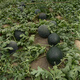 Zhongke Maohua vegetable and fruit seeds, resistant to repeated cropping, black general, black skin, big red flesh, watermelon seeds, resistant to fusarium wilt, continuous cropping for 8 years, large fruit, black general, watermelon seeds 10g (simple package)