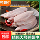 Big factory supply duck wings medium raw duck wings duck wings duck wings braised duck ingredients spicy braised duck wings 4Jin Jin equals 0.5kg duck wings medium