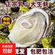 Popular Rushan oysters, fresh oysters, extra large seafood oysters, 5 Jin Jin equals 0.5 kg, whole box of fresh oysters, 5 Jin Jin equals 0.5 kg, 3XL size, 15-18 pcs, quality guaranteed