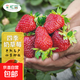 Strawberry seed cream strawberry seedlings for planting indoor and outdoor balcony vegetables and fruits potted flower seeds Dandong Spring Four Seasons Rainbow Field Four Seasons Milk Strawberry Seeds 150 capsules * 3 packs