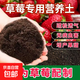 Strawberry special nutrient soil strawberry organic fertilizer special soil strawberry seedlings potted balcony planting soil strawberry special nutrient soil 10Jin Jin is equal to 0.5 kg