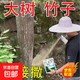 Cyclazinone is a special medicine to remove dead trees and rotten roots of large trees. Herbicide is a special medicine to remove big trees and remove rotten roots of bamboo. Genuine Cyclazinone 2Jin Jin is equal to 0.5kg