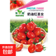 Red Cherry Tomato Seeds Cherry Tomato Vegetable Tomato Seed Potted Yellow Cherry Tomato Vegetable Seed Huayu Huayu Original Color Pack 1 Pack About 200 Pieces