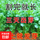 Easy to germinate large-leaf coriander seeds coriander seeds heat-resistant four-season balcony indoor potted seeds vegetable seeds four-season large-leaf coriander about 5000 capsules 5 packs