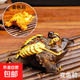 Yunhua tea pet ornaments can raise wealth, color-changing golden toad, tea set accessories, creative Kung Fu tea set, tea play Pixiu, color-changing tea pet, golden toad-gold