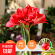 Wax-sealed amaryllis imported seed bulbs for home decoration and gifts. Flowers bloom naturally without soil and fertilizer. Large balls in gift box, red double petals, red smooth balls*1(36/38)