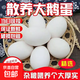 Authentic local goose eggs, fresh farm-raised goose eggs, large goose eggs, nourishing breakfast for pregnant women and babies, fresh JD.com 12 pieces, 100-120g, very cost-effective to eat by yourself Authentic local goose eggs, fresh farm-raised goose eggs, large goose eggs, nourishing breakfast for pregnant women and babies, fresh JD.com 12 pieces, 100-120g, very cost-effective to eat by yourself