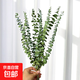 Eucalyptus leaf dried flower bouquet, natural air-dried branches, light luxury creative DIY decorative material ornaments, original color eucalyptus