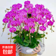New Year Flower Phalaenopsis Potted Spring Festival New Year Ornaments Flowers Indoor Plants Good for All Seasons Decorative New Year Flowers 5. Purple Wind Chime (delivered with foil sword) free of fertilizer, pot not included