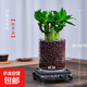 4 gold-listed Wenchang Bamboo plants, rich bamboo hydroponic plants with thick stems shipped with roots, step by step transfer bamboo, four Wenchang Bamboo stems + cylindrical glass bottle + ceramsite + base with basin