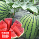 Jingxin No. 1 watermelon seeds, thin-skinned watermelon seeds, super sweet, early-maturing watermelon seeds, high-yielding farm garden watermelon seeds, Jingxin No. 1 seeds/pack, about 50 seeds, 5 packs