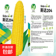 National Approval Fruit Corn Seeds Fresh Sweet and Crisp National Approval Sweet Corn Seeds Farmhouse Garden Vegetables National Approval Fruit Corn Seeds 1 pack of about 50 pieces