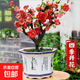 Laozhuang Begonia Four Seasons Begonia flower sapling potted bonsai cold-resistant indoor and outdoor courtyard blooms continuously in all seasons, five-year seedling flowering period with buds
