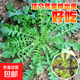 Shandong Shouguang vegetable seeds collection, coriander seeds, green vegetables, tomatoes, spinach, watermelon, shallots, lettuce, rapeseeds, 10,000 shepherd's purse seeds