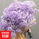 Colorful baby's breath, random color primary color, mixed color, fresh cut flowers, can be used as dried flower base, straight hair, long flowering period, purple baby's breath 100g