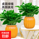 Pothos potted plants, formaldehyde-absorbing, air-purifying, hydroponic green plants, lazy flowers, easy to grow, moving gifts, best-selling 2 pots, Pothos + orange pumpkin pots self-absorbing, overall pot height 20-25cm