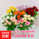 Roses Special Price Yunnan Flowers Chinese Valentine's Day Gift Fresh Cut Bouquet Water-raised Flower Arrangement Mix and Match Gift 1 Brand Base Soilless Rose Random Color 8+2 Loss Prevention Length 45-50CM
